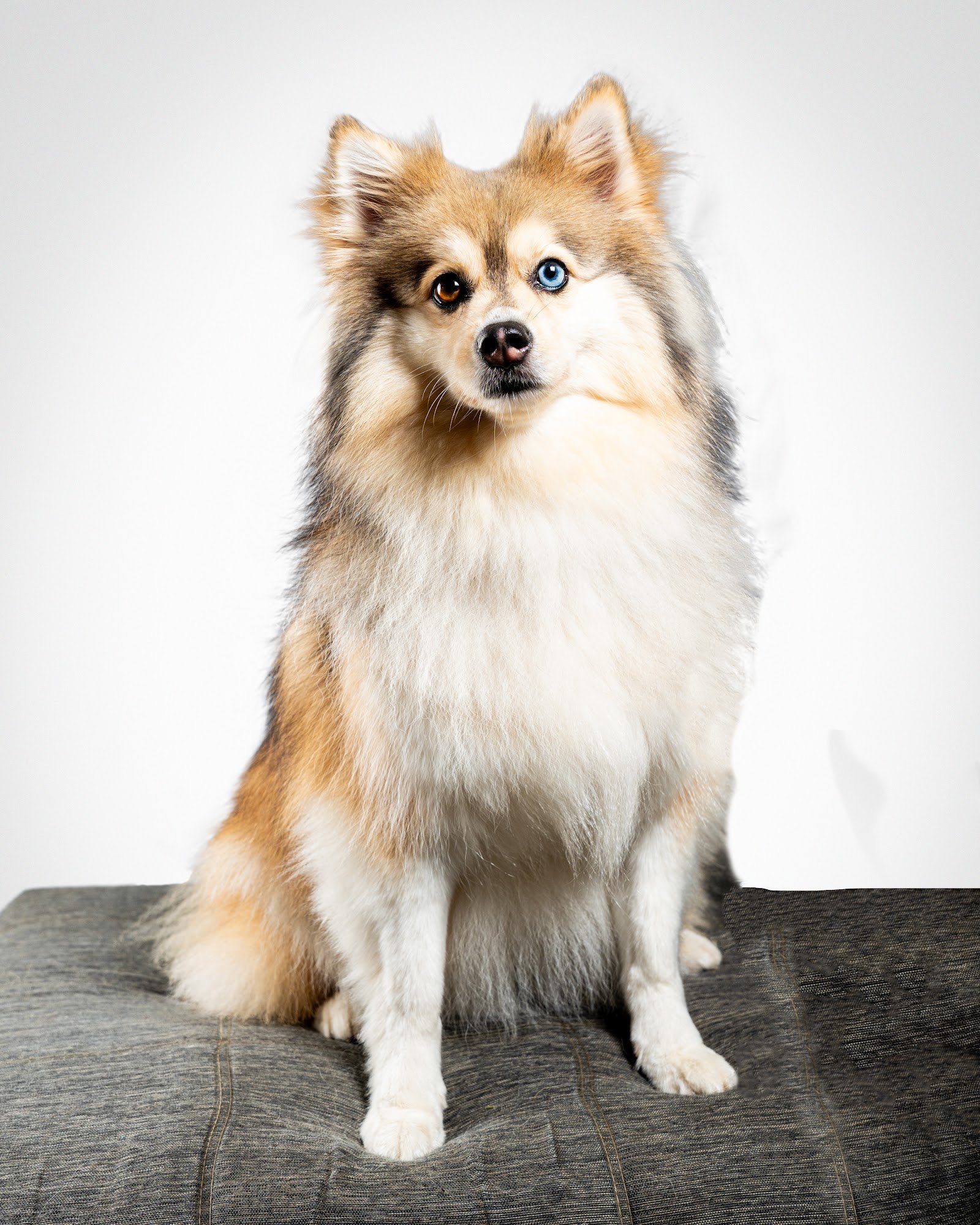 Perro tipo spitz mirando atento