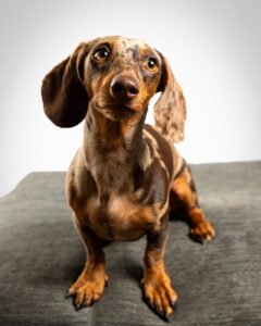 Dachshund saludable, retrato