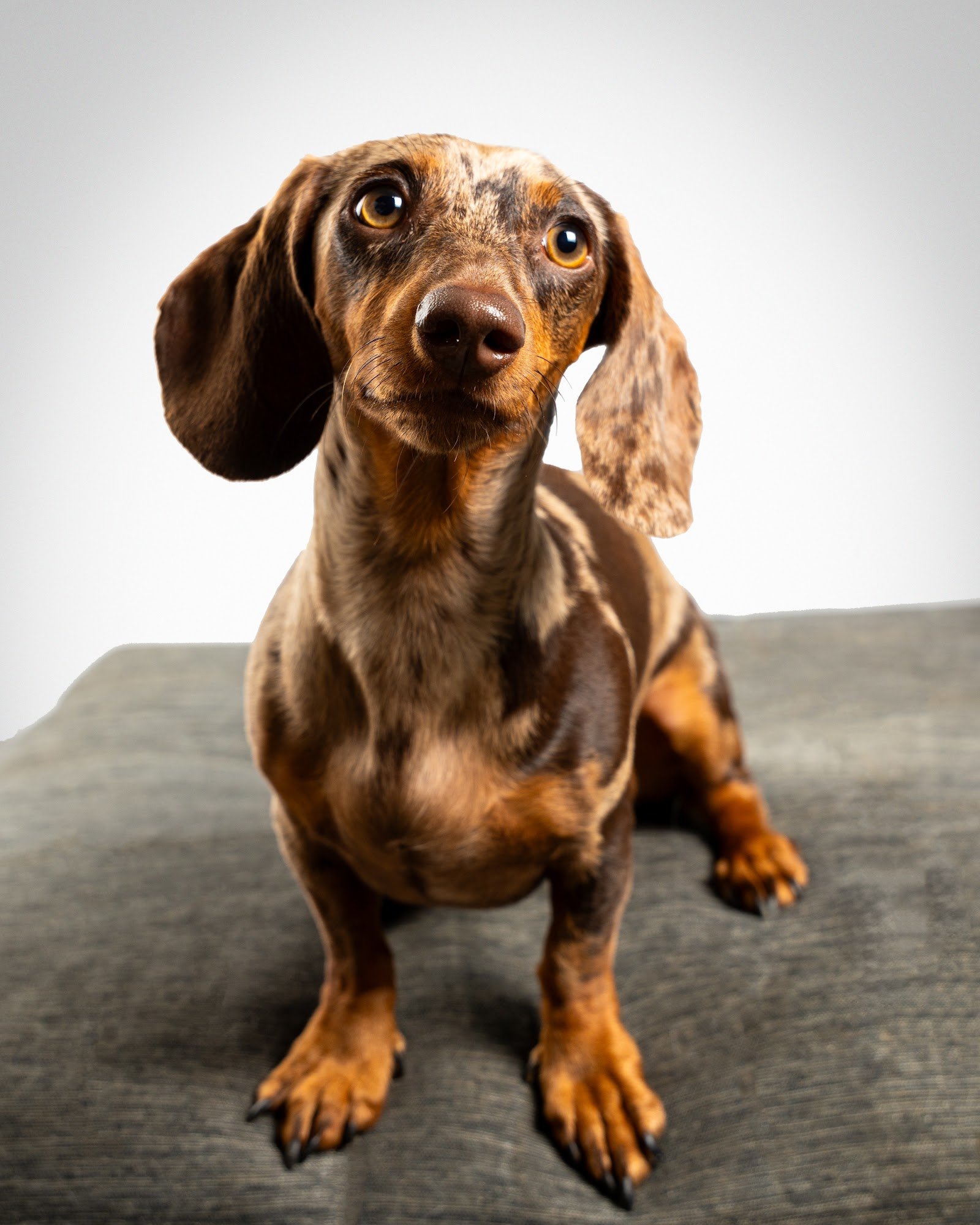 Dachshund saludable, retrato