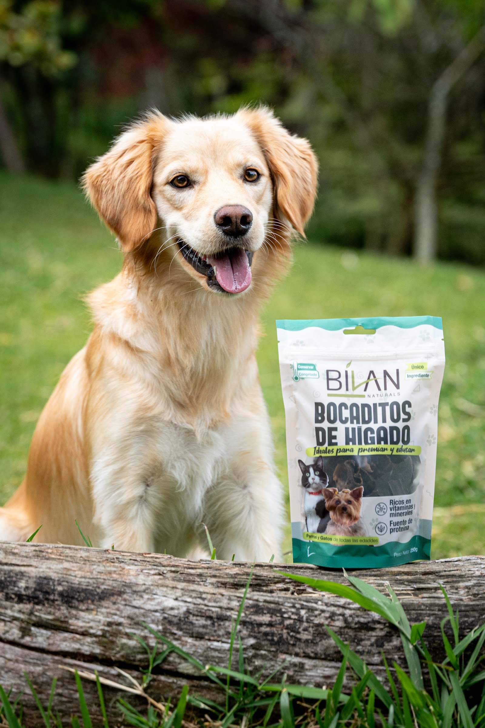 Golden Retriever feliz con Bilan Naturals